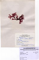 藏品(角叉菜)的圖片